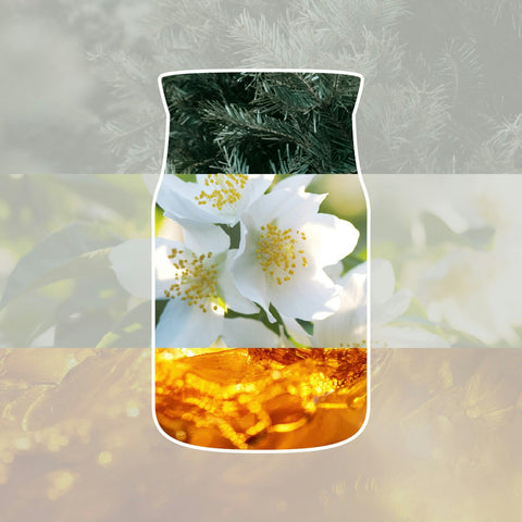 Yankee Candle - Silver Birch - Signature 2 Docht Duftkerze - 368g
